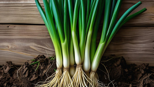 Fresh spring onion